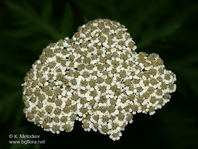 Tanacetum macrophyllum