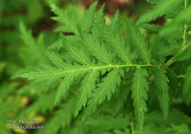 Tanacetum macrophyllum