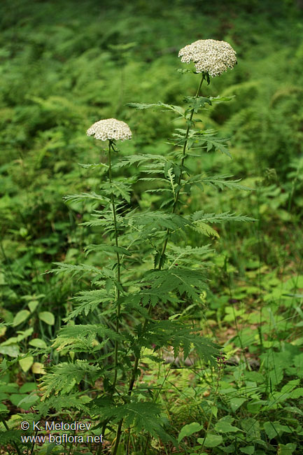Tanacetum macrophyllum