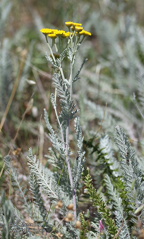 Tanacetum millefolium