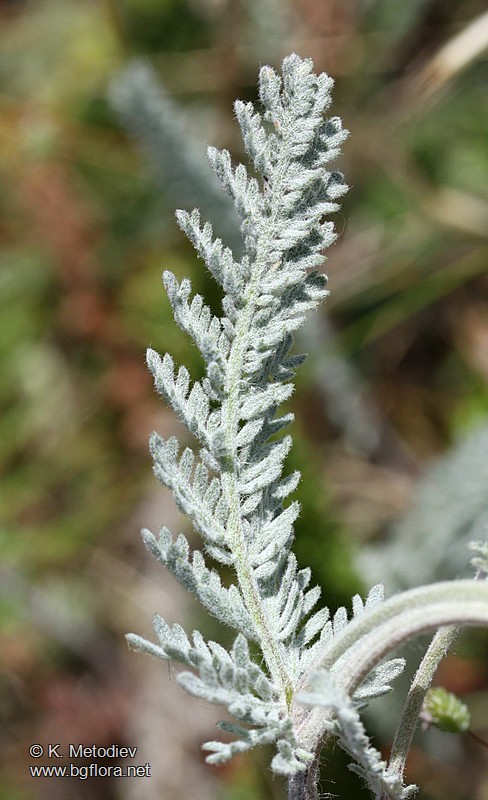 Tanacetum millefolium