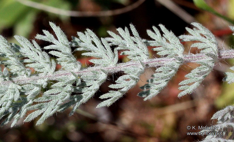 Tanacetum millefolium