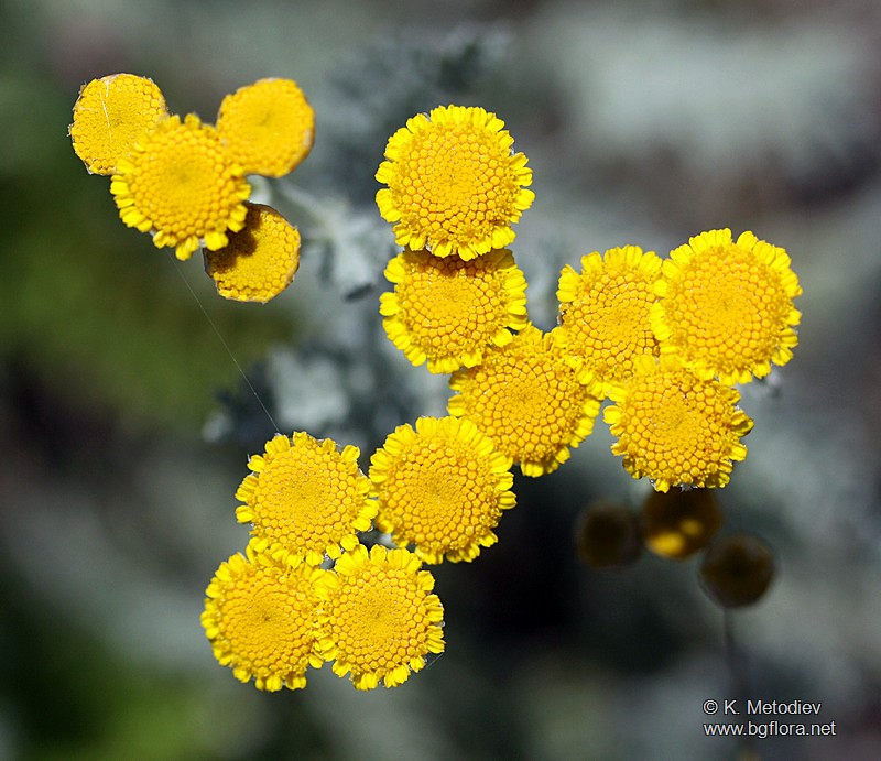 Tanacetum millefolium
