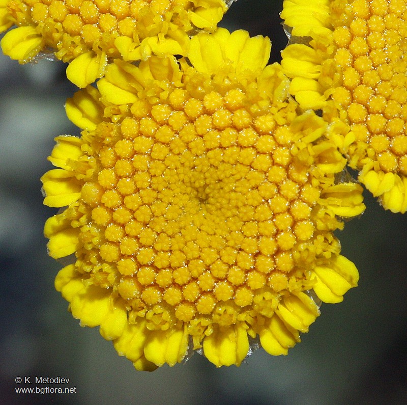 Tanacetum millefolium