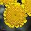Tanacetum millefolium