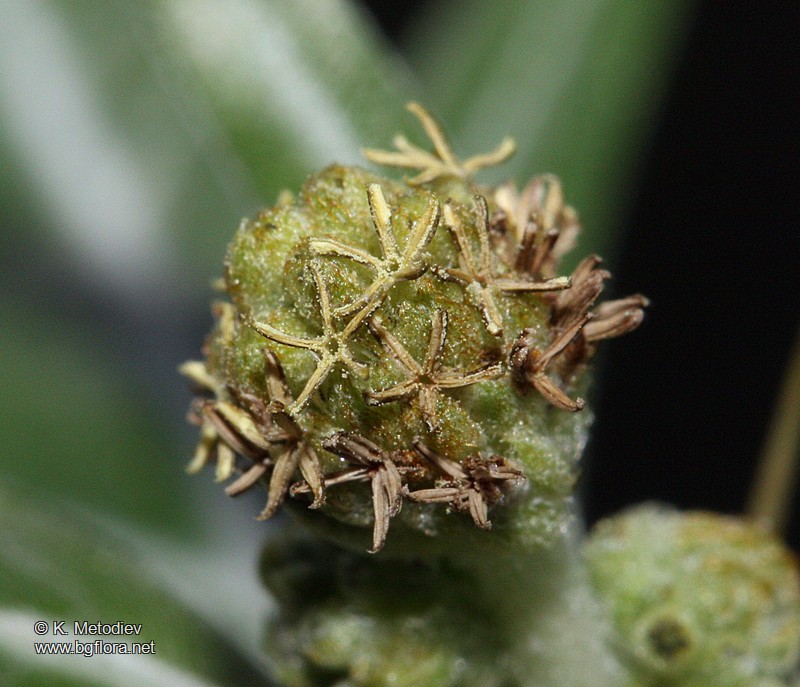 Xanthium spinosum