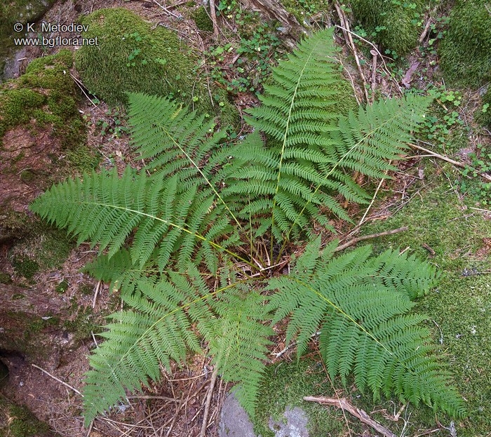 Athyrium filix-femina