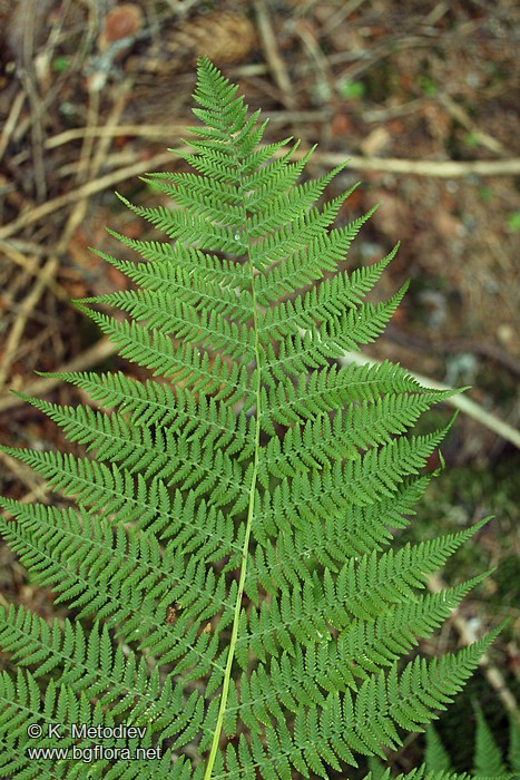 Athyrium filix-femina
