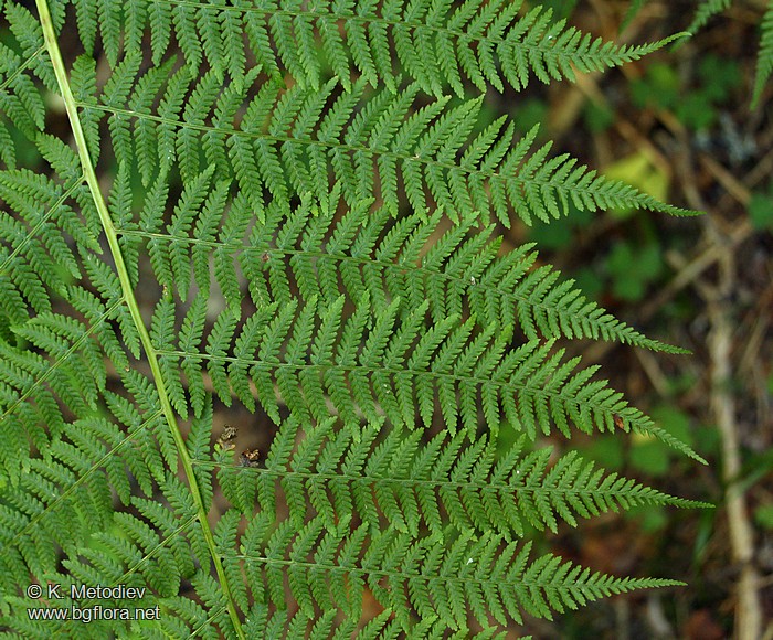 Athyrium filix-femina