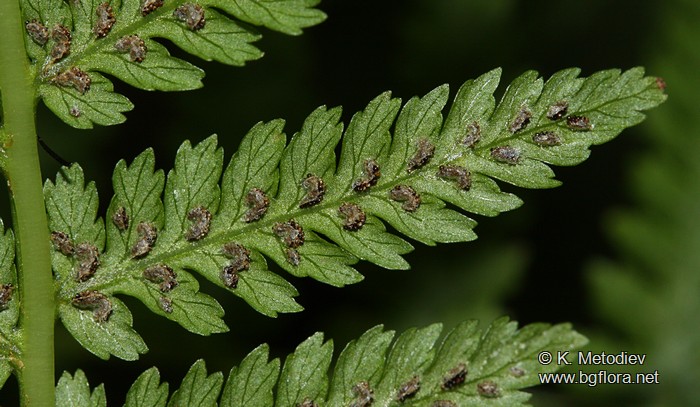 Athyrium filix-femina