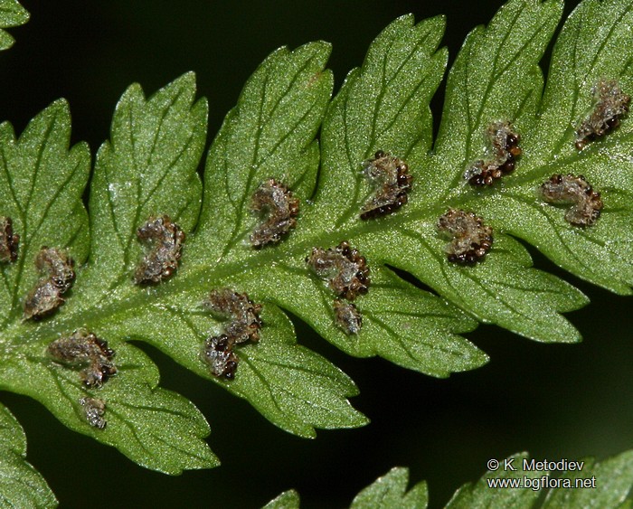 Athyrium filix-femina
