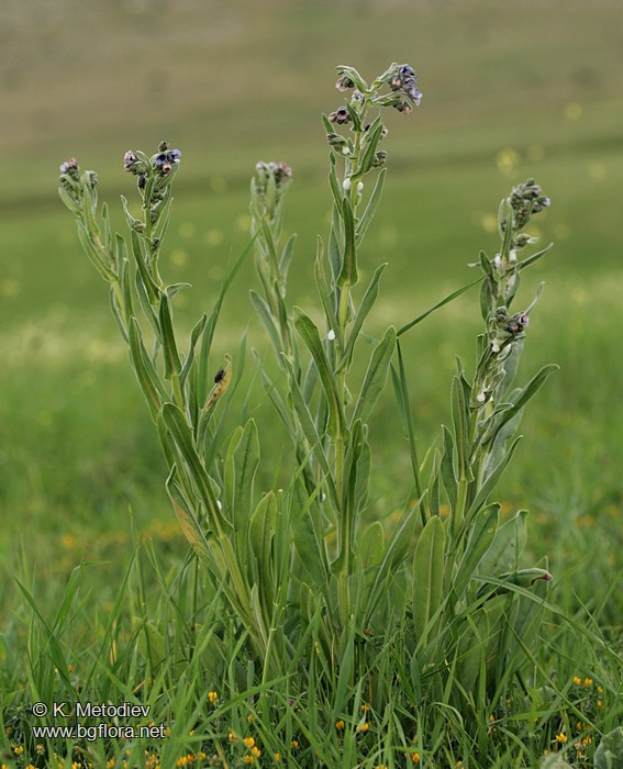 Cynoglossum creticum