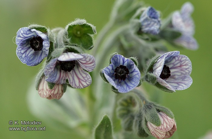 Cynoglossum creticum