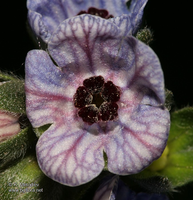 Cynoglossum creticum
