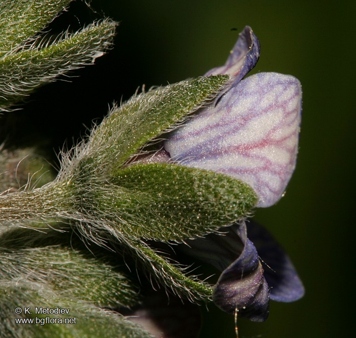 Cynoglossum creticum