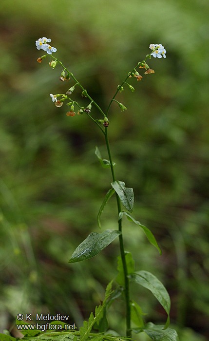 Myosotis scorpioides