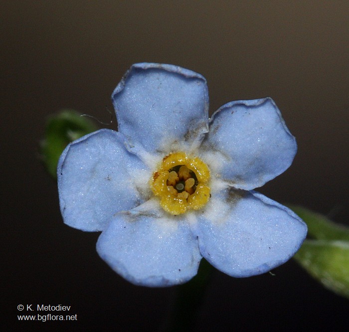 Myosotis scorpioides