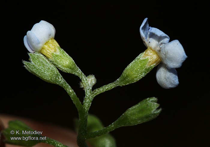 Myosotis scorpioides