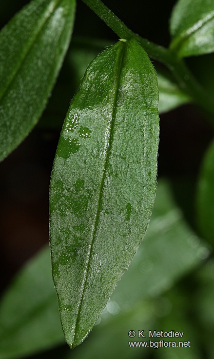 Myosotis scorpioides