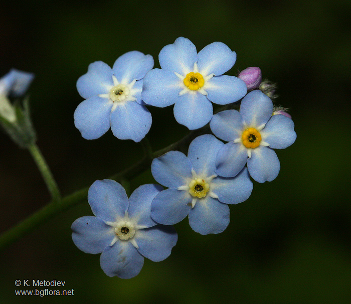 Myosotis sylvatica
