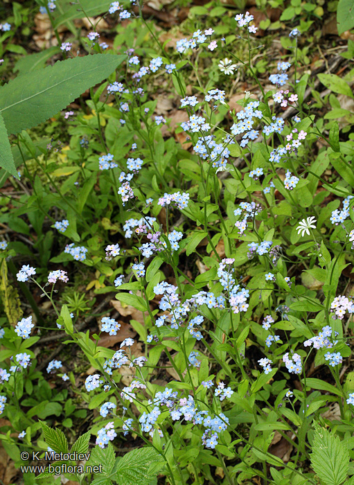 Myosotis sylvatica
