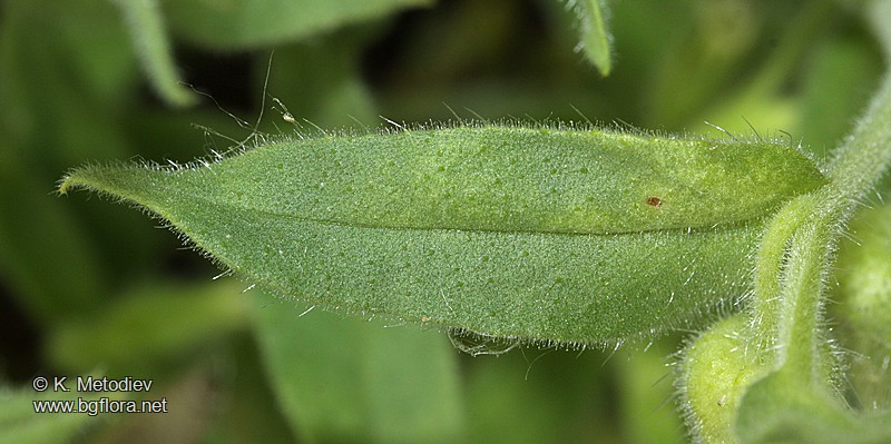 Nonea pallens