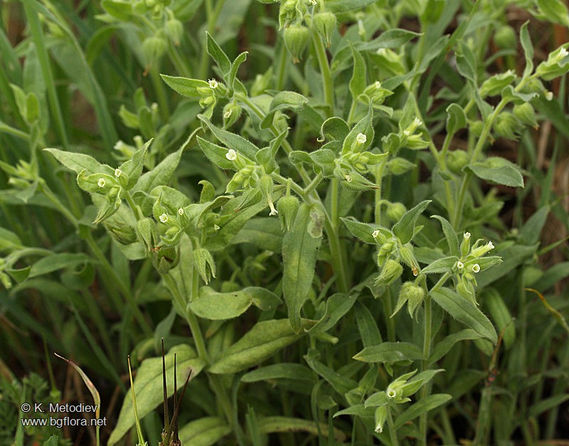 Nonea pallens