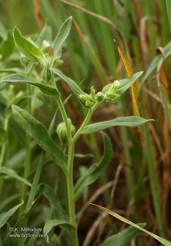 Nonea pallens