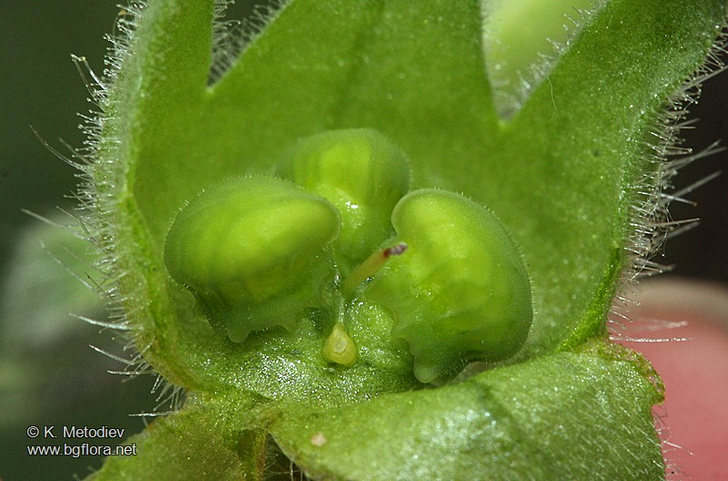 Nonea pallens