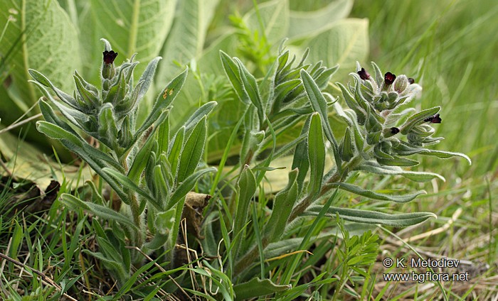 Nonea pulla