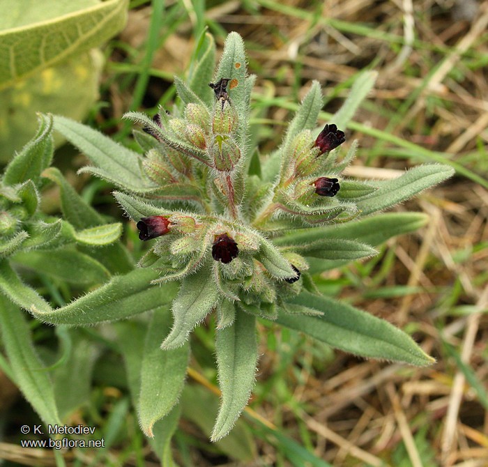 Nonea pulla