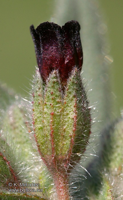 Nonea pulla