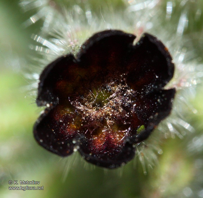 Nonea pulla