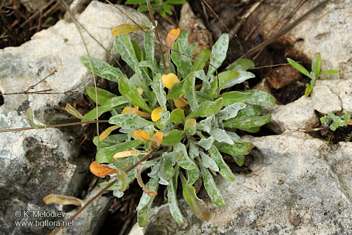 Alyssum saxatile