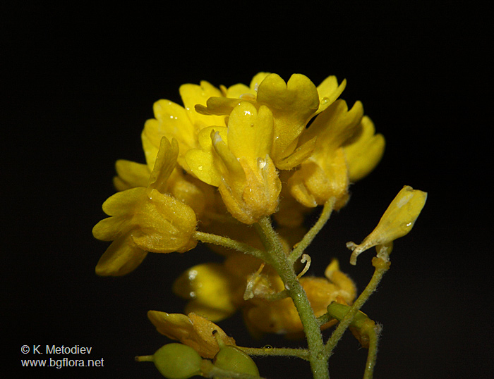 Alyssum saxatile