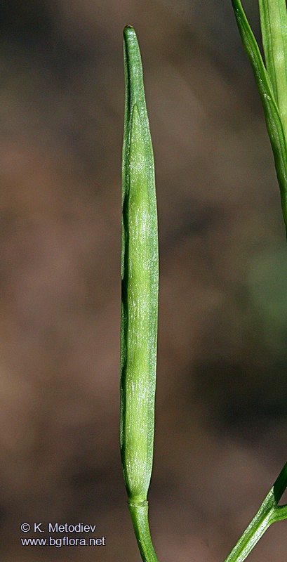 Cardamine graeca