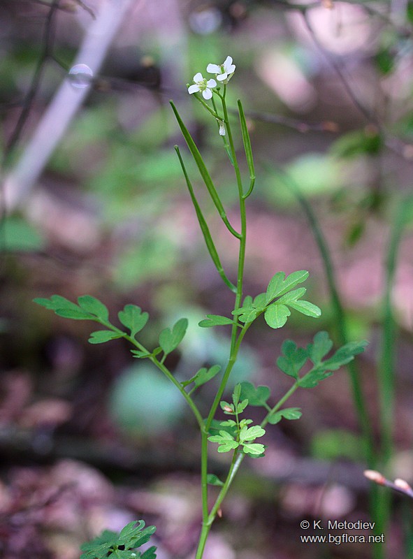 Cardamine graeca