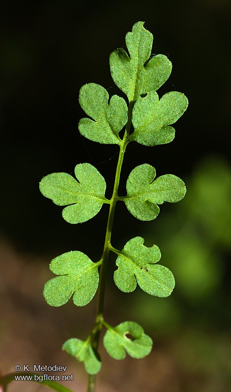Cardamine graeca