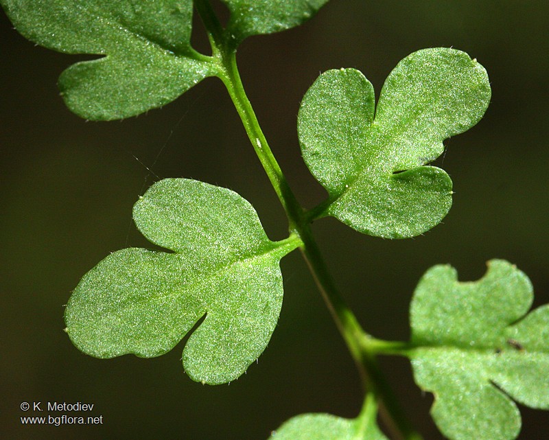 Cardamine graeca