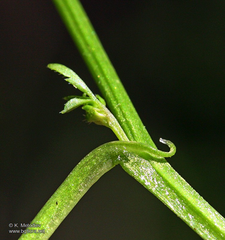Cardamine graeca