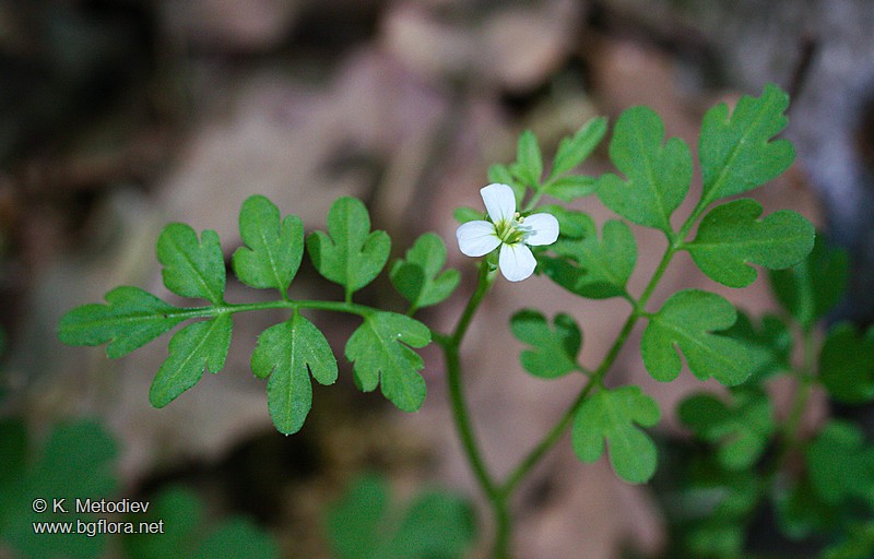 Cardamine graeca