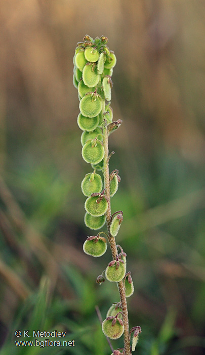 Clypeola jonthlaspi