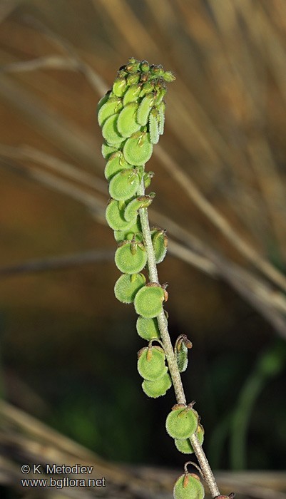 Clypeola jonthlaspi