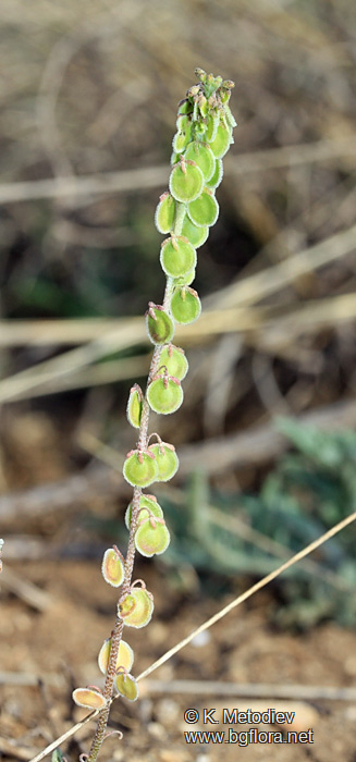 Clypeola jonthlaspi