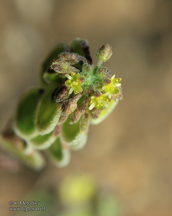 Clypeola jonthlaspi