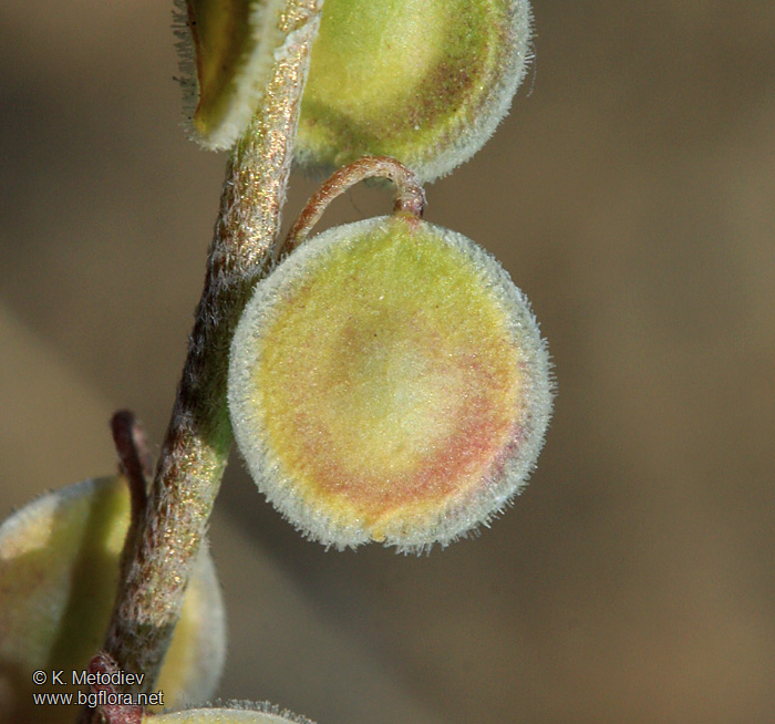 Clypeola jonthlaspi