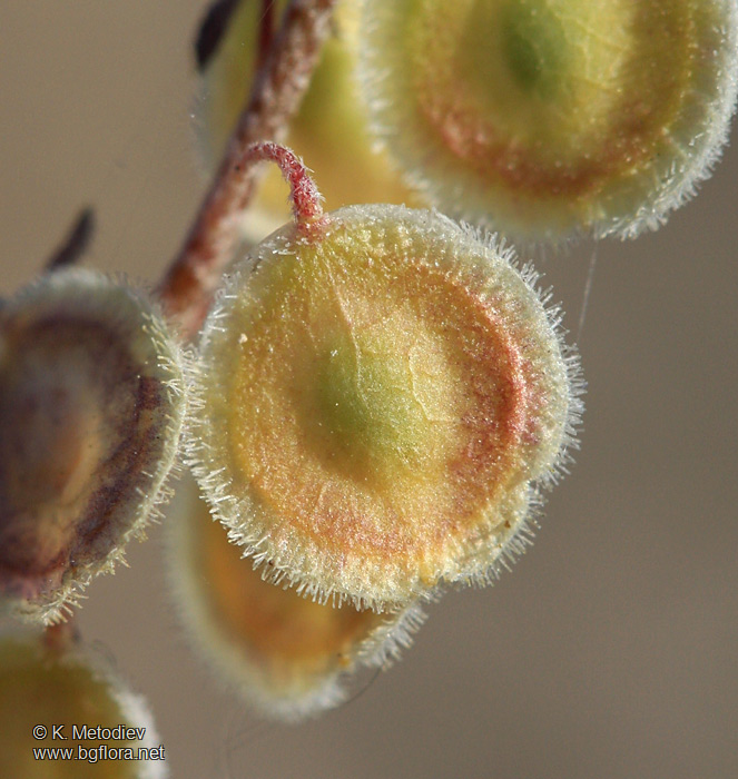 Clypeola jonthlaspi
