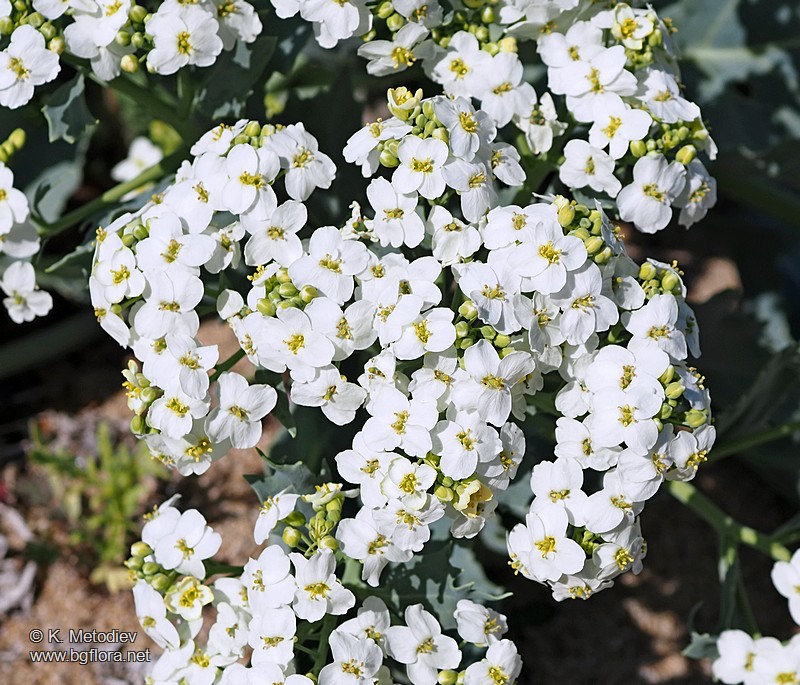 Crambe maritima