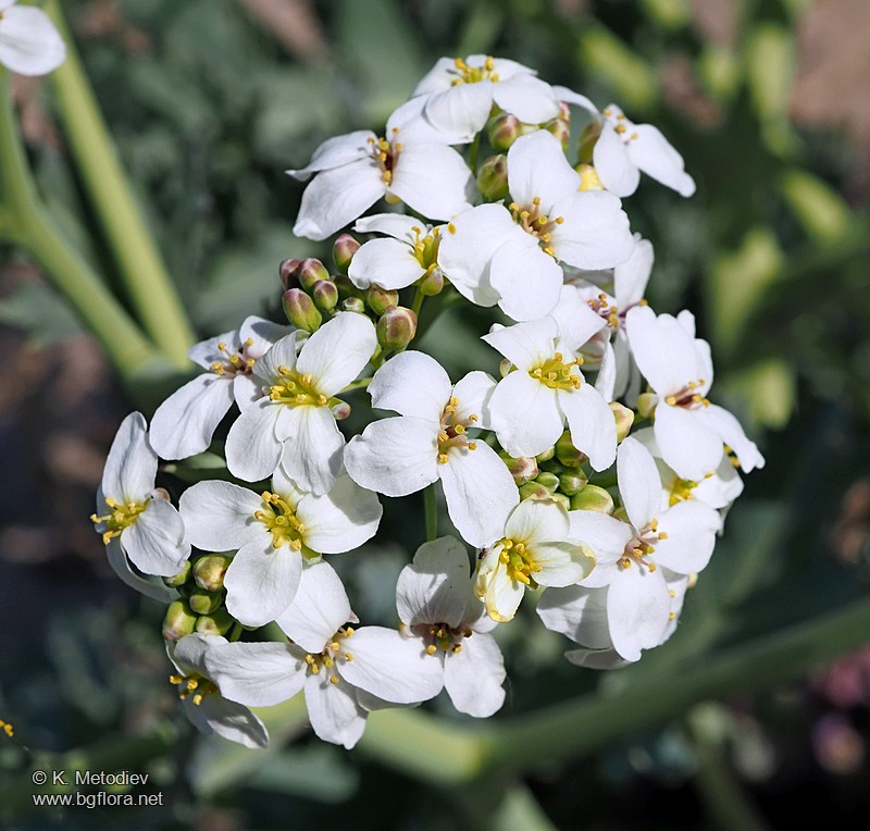 Crambe maritima