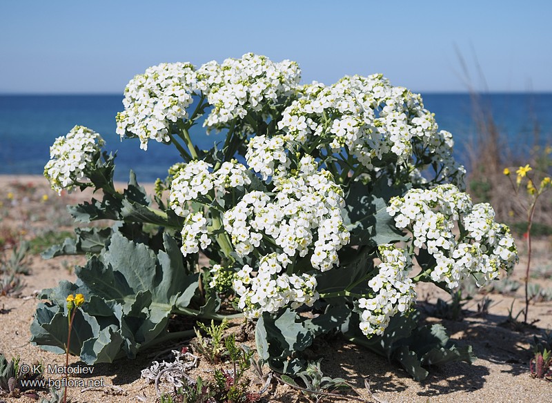 Crambe maritima